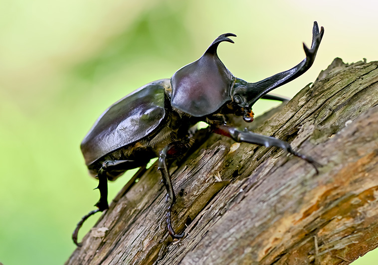 CONTACT WITH INSECTS