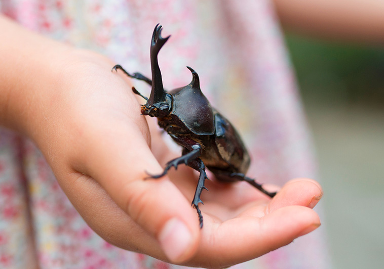 CONTACT WITH INSECTS