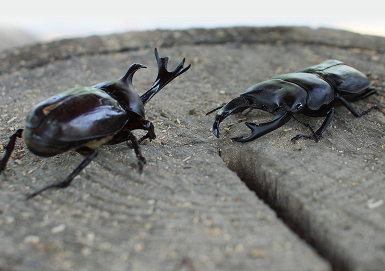 CONTACT WITH INSECTS